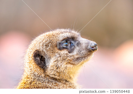 Common meerkat (Suricata suricatta) is guarding on the lookout tower. Watchful animal is standing on wooden trunk. Detail of cute creature naturally living in Africa. Small mammal animal Common meerkat (Suricata suricatta) is guarding on the lookout tower. Watchful animal is standing on wooden trunk. Detail of cute creature naturally living in Africa. Small mammal animal 139050448