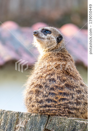 Common meerkat (Suricata suricatta) is guarding on the lookout tower. Watchful animal is standing on wooden trunk. Detail of cute creature naturally living in Africa. Small mammal animal Common meerkat (Suricata suricatta) is guarding on the lookout tower. Watchful animal is standing on wooden trunk. Detail of cute creature naturally living in Africa. Small mammal animal 139050449