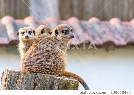 Common meerkat (Suricata suricatta) is guarding on the lookout tower. Watchful animal is standing on wooden trunk. Detail of cute creature naturally living in Africa. Small mammal animal Common meerkat (Suricata suricatta) is guarding on the lookout tower. Watchful animal is standing on wooden trunk. Detail of cute creature naturally living in Africa. Small mammal animal 139050453