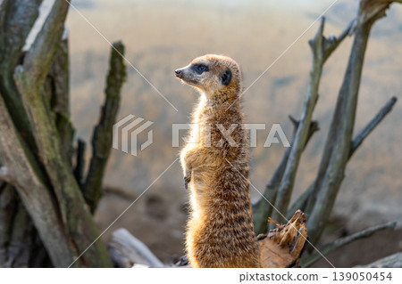 Common meerkat (Suricata suricatta) is guarding on the lookout tower. Watchful animal is standing on wooden trunk. Detail of cute creature naturally living in Africa. Small mammal animal 139050454