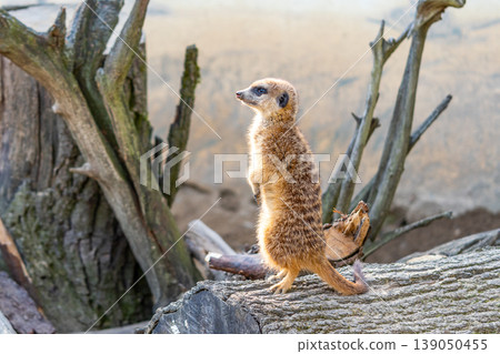Common meerkat (Suricata suricatta) is guarding on the lookout tower. Watchful animal is standing on wooden trunk. Detail of cute creature naturally living in Africa. Small mammal animal Common meerkat (Suricata suricatta) is guarding on the lookout tower. Watchful animal is standing on wooden trunk. Detail of cute creature naturally living in Africa. Small mammal animal 139050455