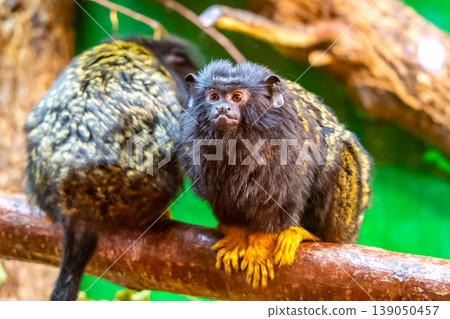 Gold handed tamarin monkey (Saguinus midas) is resting on the tree branch. Detail look to primate animal. Small mammal naturally living in tropical rainforest Gold handed tamarin monkey (Saguinus midas) is resting on the tree branch. Detail look to primate animal. Small mammal naturally living in tropical rainforest 139050457
