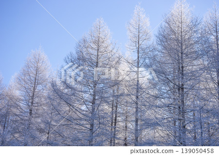 Larch trees covered in frost and a blue sky Larch trees covered in frost and a blue sky 139050458