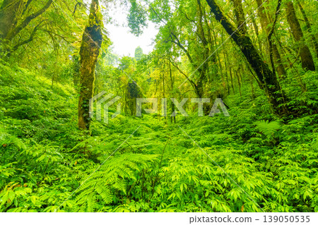 Doi Inthanon nature park, Thailand. Tropical rainforest with fresh green trees and plants. Shortly after rain, fog in the far. Tourist trail path near in jungle. Vibrant colors Doi Inthanon nature park, Thailand. Tropical rainforest with fresh green trees and plants. Shortly after rain, fog in the far. Tourist trail path near in jungle. Vibrant colors 139050535