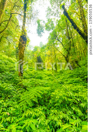 Doi Inthanon nature park, Thailand. Tropical rainforest with fresh green trees and plants. Shortly after rain, fog in the far. Tourist trail path near in jungle. Vibrant colors Doi Inthanon nature park, Thailand. Tropical rainforest with fresh green trees and plants. Shortly after rain, fog in the far. Tourist trail path near in jungle. Vibrant colors 139050536