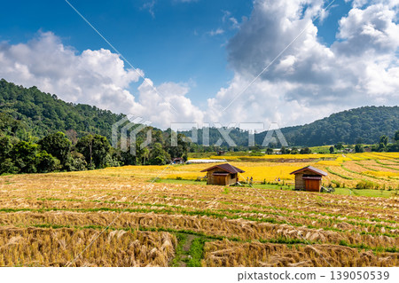 Ripe rice agriculture field in Thailand. Northern region in mountains and jungle. Field of ripe rice is prepared for harvest. Farm building near, tropical rainforest and mountain in far. Agriculture Ripe rice agriculture field in Thailand. Northern region in mountains and jungle. Field of ripe rice is prepared for harvest. Farm building near, tropical rainforest and mountain in far. Agriculture 139050539