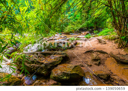 Tourist path in the jungle near Mae Sa river and waterfall, Thailand. Road in the tropical rainforest near the Chiang Mai city. Fresh green tree, grass and tropic plant. Beautiful pure nature. 139050659