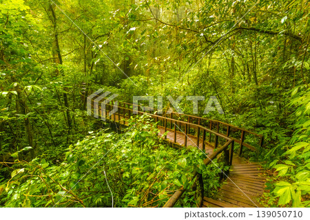 Wooden tourist path at Doi Inthanon national park, Thailand. Beautiful place in tropical rainforest with fresh green plants after rain with big humidity and fog in far. Chiang Mai province Wooden tourist path at Doi Inthanon national park, Thailand. Beautiful place in tropical rainforest with fresh green plants after rain with big humidity and fog in far. Chiang Mai province 139050710