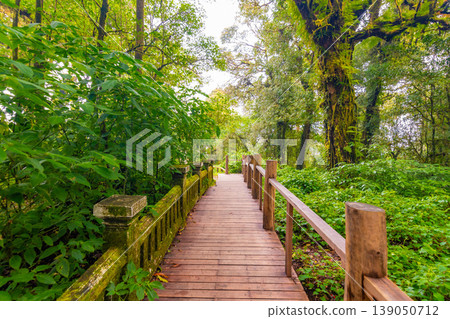 Wooden tourist path at Doi Inthanon national park, Thailand. Beautiful place in tropical rainforest with fresh green plants after rain with big humidity and fog in far. Chiang Mai province Wooden tourist path at Doi Inthanon national park, Thailand. Beautiful place in tropical rainforest with fresh green plants after rain with big humidity and fog in far. Chiang Mai province 139050712