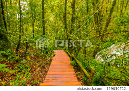 Wooden tourist path at Doi Inthanon national park, Thailand. Beautiful place in tropical rainforest with fresh green plants after rain with big humidity and fog in far. Chiang Mai province 139050722