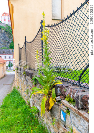 Yellow flower mullein (latin name Verbascum densiflorum) is growing on the wall in city. Flower in bloom with yellow color Yellow flower mullein (latin name Verbascum densiflorum) is growing on the wall in city. Flower in bloom with yellow color 139050835
