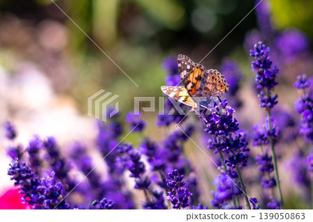 Orange butterfly (Vanessa Cardui) and bee on the lavender flower. Purple aromathic blossom with insect animals. Summer weather, vibrant colors. Ecology garden concept Orange butterfly (Vanessa Cardui) and bee on the lavender flower. Purple aromathic blossom with insect animals. Summer weather, vibrant colors. Ecology garden concept 139050863