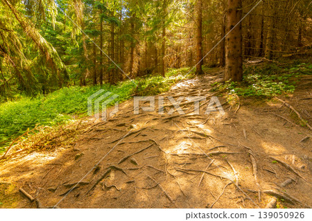 View of tree roots in the forest. Magic light, summer day. Tranquility in pure forest View of tree roots in the forest. Magic light, summer day. Tranquility in pure forest 139050926