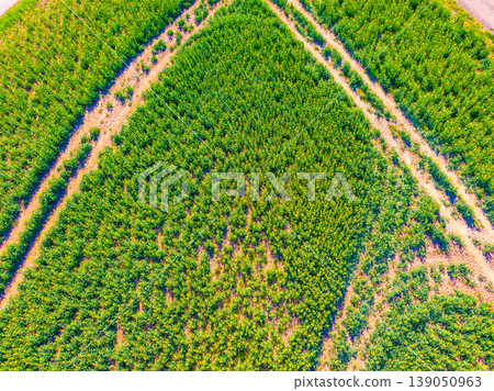 Aerial top view of the agriculture crop field. Green field with road inside. Fresh green plants are growing in the farm. Usable as texture or background Aerial top view of the agriculture crop field. Green field with road inside. Fresh green plants are growing in the farm. Usable as texture or background 139050963