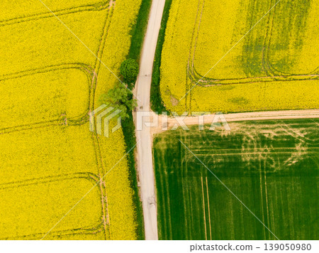 Aerial view of road between green and yellow fields. Agriculture drone shot of canola rapeseed field and green crop field. Ecology agriculture near farm, growing plants on big land Aerial view of road between green and yellow fields. Agriculture drone shot of canola rapeseed field and green crop field. Ecology agriculture near farm, growing plants on big land 139050980