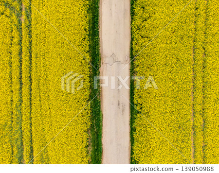 Aerial view of canola rapeseed field with road inside. Agriculture land near farm, ecology concept. Aerial view of canola rapeseed field with road inside. Agriculture land near farm, ecology concept. 139050988