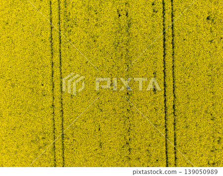 Aerial view of yellow canola field in bloom phase. Ecology agriculture near farm 139050989