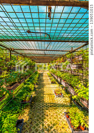 Interior of the greenhouse with growing plants 139051015