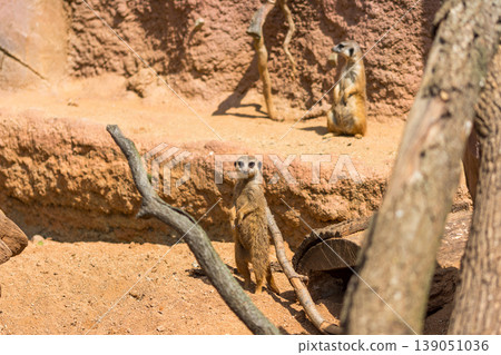 Meerkat animal (latin name Suricata Suricatta) in the wild. Detail of african animal walking on the ground. Watchful guarding animal is guarding on nearby area 139051036