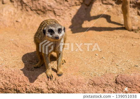 Meerkat animal (latin name Suricata Suricatta) in the wild. Detail of african animal walking on the ground. Watchful guarding animal is guarding on nearby area 139051038