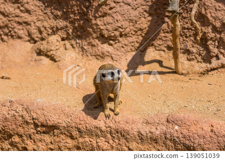 Meerkat animal (latin name Suricata Suricatta) in the wild. Detail of african animal walking on the ground. Watchful guarding animal is guarding on nearby area Meerkat animal (latin name Suricata Suricatta) in the wild. Detail of african animal walking on the ground. Watchful guarding animal is guarding on nearby area 139051039