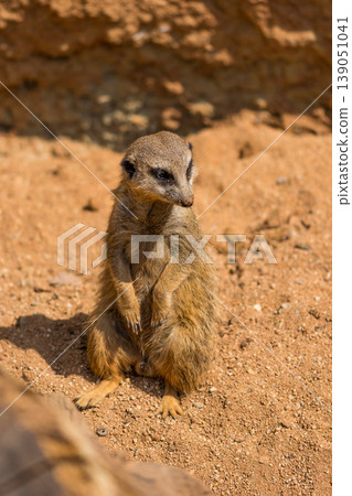 Meerkat animal (latin name Suricata Suricatta) in the wild. Detail of african animal walking on the ground. Watchful guarding animal is guarding on nearby area 139051041