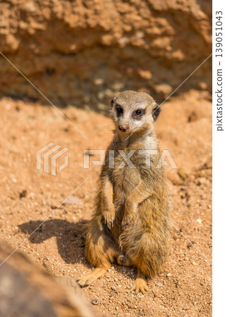 Meerkat animal (latin name Suricata Suricatta) in the wild. Detail of african animal walking on the ground. Watchful guarding animal is guarding on nearby area 139051043