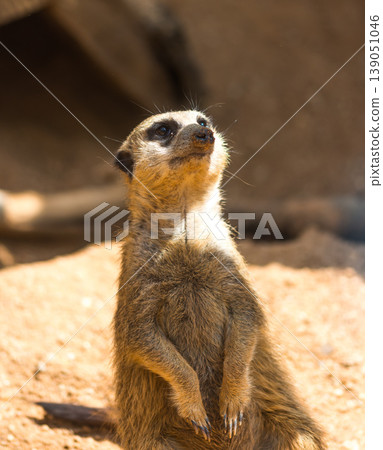 Meerkat animal (latin name Suricata Suricatta) in the wild. Detail of african animal walking on the ground. Watchful guarding animal is guarding on nearby area 139051046