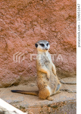 Meerkat animal (latin name Suricata Suricatta) in the wild. Detail of african animal walking on the ground. Watchful guarding animal is guarding on nearby area Meerkat animal (latin name Suricata Suricatta) in the wild. Detail of african animal walking on the ground. Watchful guarding animal is guarding on nearby area 139051047
