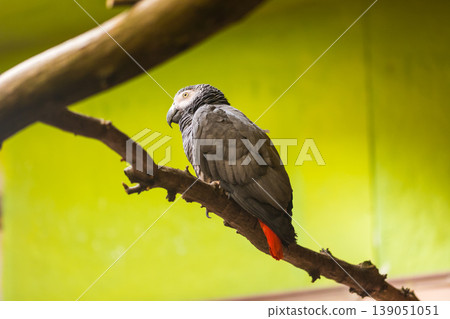 Grey parrot (latin name Psittacus Erithacus) on the wood branch. Young parrot, green background. African animal Grey parrot (latin name Psittacus Erithacus) on the wood branch. Young parrot, green background. African animal 139051051