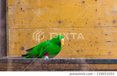The green parrot bird (latin name Eclectus roratus polychloros) on the wood desk. Colorful bird living in Australia or Papua New Guinea The green parrot bird (latin name Eclectus roratus polychloros) on the wood desk. Colorful bird living in Australia or Papua New Guinea 139051054