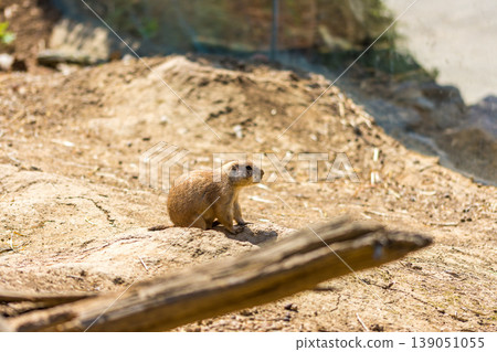 The Prairie Dog (latin name Cynomys ludovicianus) on the ground. Rodent animal coming from Africa The Prairie Dog (latin name Cynomys ludovicianus) on the ground. Rodent animal coming from Africa 139051055
