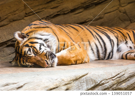 Tiger (latin name Panthera tigris sumatrae) animal wildlife photo Tiger (latin name Panthera tigris sumatrae) animal wildlife photo 139051057
