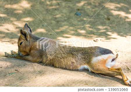 Mara animal (latin name Dolichotis patagonum) on the dirt ground. Photo of rodent wildlife animal 139051060