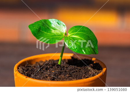 Young baobab (latin name Adansonia Digitata) seedling is growing in the pot. Green leaf of exotic plant which naturaly grows on Madagascar. Brown and red brick background 139051080
