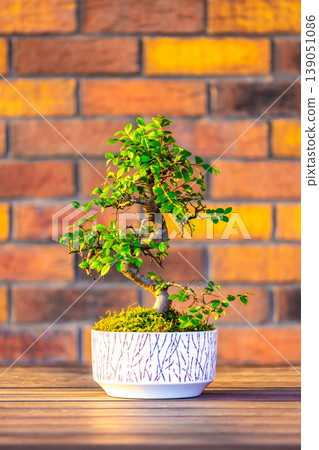 Bonsai (carpinus tree) in the white pot is placed on brown brick background. Small zen tree with green leaves and twisted trunk. Beautiful plant for home garden 139051086