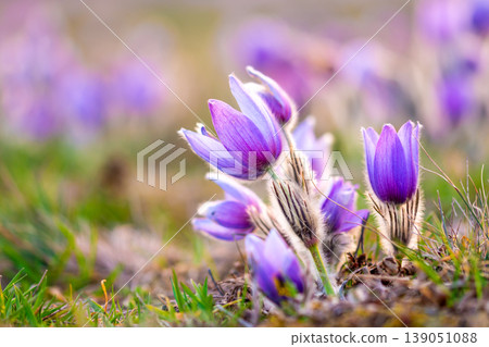 Greater pasque flowers (Pulsatilla grandis) with water drops, nature reserve in Kamenny vrch Koniklecova louka, Brno City, Czech republic, Europe. Sunny March day after rain. Beauty spring flower. Greater pasque flowers (Pulsatilla grandis) with water drops, nature reserve in Kamenny vrch Koniklecova louka, Brno City, Czech republic, Europe. Sunny March day after rain. Beauty spring flower. 139051088