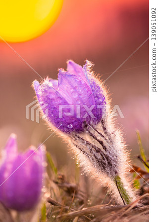 Greater pasque flowers (Pulsatilla grandis) with water drops, nature reserve in Kamenny vrch Koniklecova louka, Brno City, Czech republic, Europe. Sunny March day after rain. Beauty spring flower. Greater pasque flowers (Pulsatilla grandis) with water drops, nature reserve in Kamenny vrch Koniklecova louka, Brno City, Czech republic, Europe. Sunny March day after rain. Beauty spring flower. 139051092