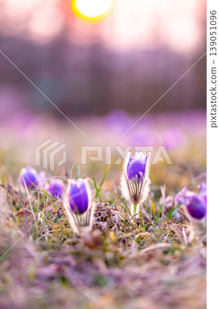 Greater pasque flowers (Pulsatilla grandis) with water drops, nature reserve in Kamenny vrch Koniklecova louka, Brno City, Czech republic, Europe. Sunny March day after rain. Beauty spring flower. Greater pasque flowers (Pulsatilla grandis) with water drops, nature reserve in Kamenny vrch Koniklecova louka, Brno City, Czech republic, Europe. Sunny March day after rain. Beauty spring flower. 139051096