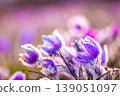 Greater pasque flowers (Pulsatilla grandis) with water drops, nature reserve in Kamenny vrch Koniklecova louka, Brno City, Czech republic, Europe. Sunny March day after rain. Beauty spring flower. 139051097
