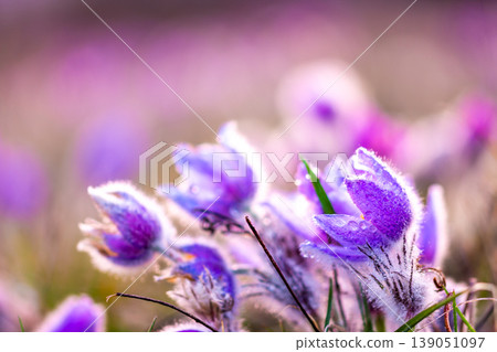 Greater pasque flowers (Pulsatilla grandis) with water drops, nature reserve in Kamenny vrch Koniklecova louka, Brno City, Czech republic, Europe. Sunny March day after rain. Beauty spring flower. Greater pasque flowers (Pulsatilla grandis) with water drops, nature reserve in Kamenny vrch Koniklecova louka, Brno City, Czech republic, Europe. Sunny March day after rain. Beauty spring flower. 139051097