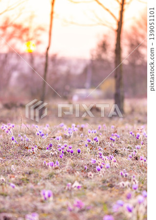Greater pasque flowers (Pulsatilla grandis) with water drops, nature reserve in Kamenny vrch Koniklecova louka, Brno City, Czech republic, Europe. Sunny March day after rain. Beauty spring flower. Greater pasque flowers (Pulsatilla grandis) with water drops, nature reserve in Kamenny vrch Koniklecova louka, Brno City, Czech republic, Europe. Sunny March day after rain. Beauty spring flower. 139051101