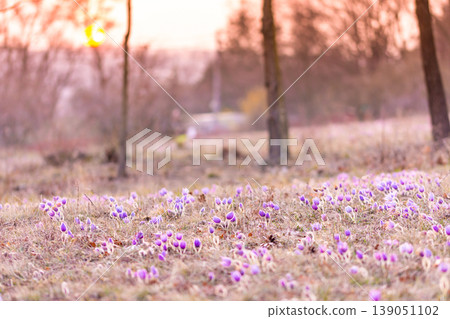 Greater pasque flowers (Pulsatilla grandis) with water drops, nature reserve in Kamenny vrch Koniklecova louka, Brno City, Czech republic, Europe. Sunny March day after rain. Beauty spring flower. Greater pasque flowers (Pulsatilla grandis) with water drops, nature reserve in Kamenny vrch Koniklecova louka, Brno City, Czech republic, Europe. Sunny March day after rain. Beauty spring flower. 139051102