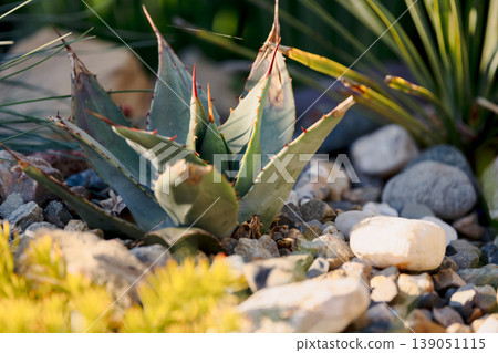 Succulent plant with sharp leaves among stones in sunlight. Agave parryi huachucensis Succulent plant with sharp leaves among stones in sunlight. Agave parryi huachucensis 139051115