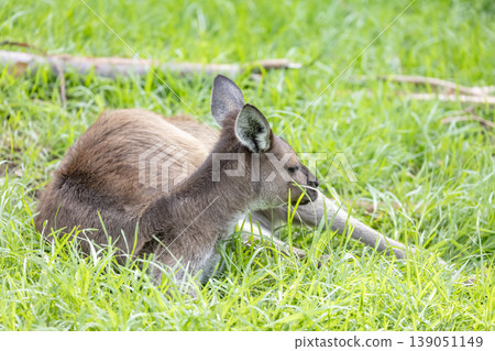 An Australian Kangaroo laying on the ground and relaxing in the sunshine An Australian Kangaroo laying on the ground and relaxing in the sunshine 139051149