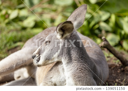 An Australian Kangaroo laying on the ground and relaxing in the sunshine An Australian Kangaroo laying on the ground and relaxing in the sunshine 139051150
