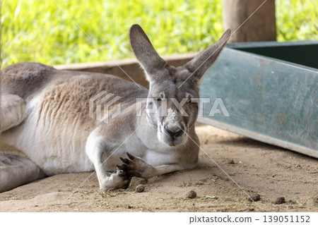 An Australian Kangaroo laying on the ground and relaxing in the sunshine An Australian Kangaroo laying on the ground and relaxing in the sunshine 139051152