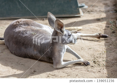 An Australian Kangaroo laying on the ground and relaxing in the sunshine An Australian Kangaroo laying on the ground and relaxing in the sunshine 139051156
