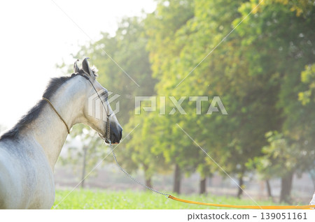 portrait of beautiful young grey Marwari stallion posing in garden at sunny day. India portrait of beautiful young grey Marwari stallion posing in garden at sunny day. India 139051161