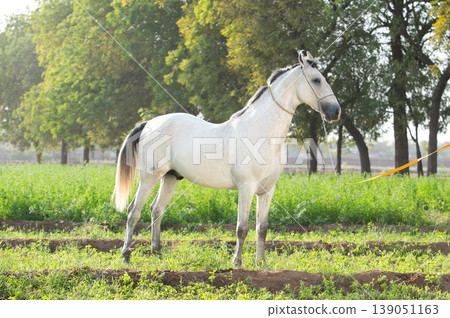 beautiful young grey Marwari stallion posing in garden at sunny day. India beautiful young grey Marwari stallion posing in garden at sunny day. India 139051163